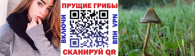 сколько стоит  Ахтырский  Галлюциногенные грибы Psilocybine cubensis 